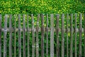Wooden fence with Chelidonium majus