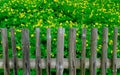 Wooden fence with Chelidonium majus Royalty Free Stock Photo