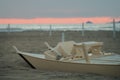 Detail of wooden oar boat half buried by the sand on the beach Royalty Free Stock Photo