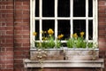 Detail of a wooden window and flowers box on brick wall. Manchester, England Royalty Free Stock Photo
