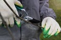 Detail of worker pruning wine grapes, cutting old branches in vineyard in spring Royalty Free Stock Photo