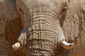 Detail of wrinkled elephant skin. Detail of big elephant with clay mud. Wildlife scene from nature. Art view on nature. Eye close- Royalty Free Stock Photo