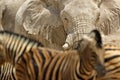 Detail of wrinkled elephant skin. Detail of big elephant with clay mud. Wildlife scene from nature. Art view on nature. Eye close- Royalty Free Stock Photo