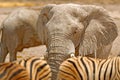 Detail of wrinkled elephant skin. Detail of big elephant with clay mud. Wildlife scene from nature. Art view on nature. Eye close- Royalty Free Stock Photo