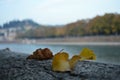 Detail of yellow autumn leaf Royalty Free Stock Photo