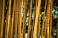 Detail of Yellow Bamboo Canes. Royalty Free Stock Photo