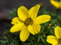 Detail of yellow Bidens andicola flower with blurred background