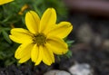 Detail of yellow Bidens andicola flower