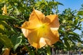 Detail of yellow blooming angel trumpet, Brugmansia suaveolens. Also known as Datura suaveolens, trumpeter or floripondio, it is a Royalty Free Stock Photo