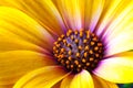 Detail of Yellow Cape Marigold Dimorphotheca spp. flower.sunf