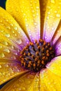 Detail of Yellow Cape Marigold Dimorphotheca spp. flower.sunf