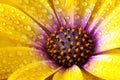 Detail of Yellow Cape Marigold Dimorphotheca spp. flower.sunf