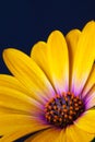 Detail of Yellow Cape Marigold Dimorphotheca spp. flower.sunf