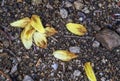 Detail of yellow flower petals lying on the ground Royalty Free Stock Photo