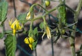 Detail of a yellow flower of a tomato plant