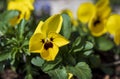 Detail of yellow flower of Viola plant