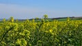 Detail of yellow flowering Rapeseed plants, latin name Brassica Napus in forefront, green grassland in background.