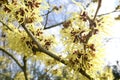 Detail of yellow flowers of the Hamamelis Mollis