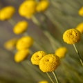 Detail of yellow flowers of Santolina Santolina rosmarinifolia Royalty Free Stock Photo