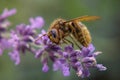 Detail of Yellow Honey Bee Collecting Pollen on Purple Lavender Green Background Royalty Free Stock Photo