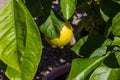 Detail of a yellow lemon on a tree
