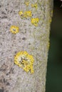 Detail of yellow likens on tree trunk Royalty Free Stock Photo