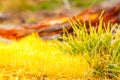 detail yellow moss and green grass Royalty Free Stock Photo