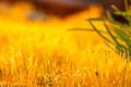 detail yellow moss and green grass Royalty Free Stock Photo