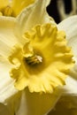 Yellow Narcissus Royalty Free Stock Photo