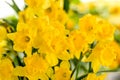 Detail of yellow narcissus spring flower Royalty Free Stock Photo