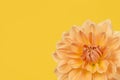 Detail of yellow and orange chrysant flower on a yellow background