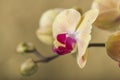 Detail of yellow Orchid flower, Royalty Free Stock Photo