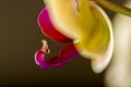 Detail of yellow Orchid flower, Royalty Free Stock Photo