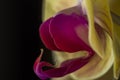 Detail of yellow Orchid flower, Royalty Free Stock Photo