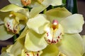 Detail of yellow orchid flower color Royalty Free Stock Photo