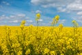 Detail of yellow rapeseed flowers and blue sky with white clouds Royalty Free Stock Photo