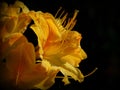 Detail of Yellow Rhododendron, azalea