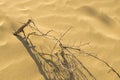 Detail of yellow sand dunes texture on North Sea coast near the Hague in the Netherlands Royalty Free Stock Photo