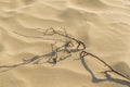 Detail of yellow sand dunes texture on North Sea coast near the Hague in the Netherlands Royalty Free Stock Photo