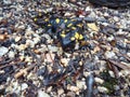 Detail of a yellow spotted salamander Royalty Free Stock Photo