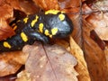 Detail of a yellow spotted salamander Royalty Free Stock Photo