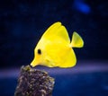 Yellow Tang Zebrasoma flavescens in Captive Aquarium Royalty Free Stock Photo