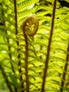 young fern frond unrolling with blurred background Royalty Free Stock Photo