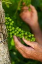 Detail of young grapes