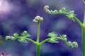 Detail of young leaves of common bracken Pteridium aquilinum Royalty Free Stock Photo