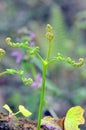 Detail of young leaves of common bracken Pteridium aquilinum Royalty Free Stock Photo