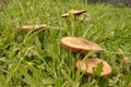 Detail of mushroom toadstool macro on the grass in autumn