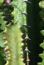 Detail of young and older adult arms of cactus Euphorbia trigona, also called African Milk Tree