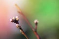 Peach Blossom In the Sunny Early Spring Garden Royalty Free Stock Photo