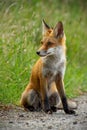 Detail of young red fox sitting on gravel roadside in summer Royalty Free Stock Photo